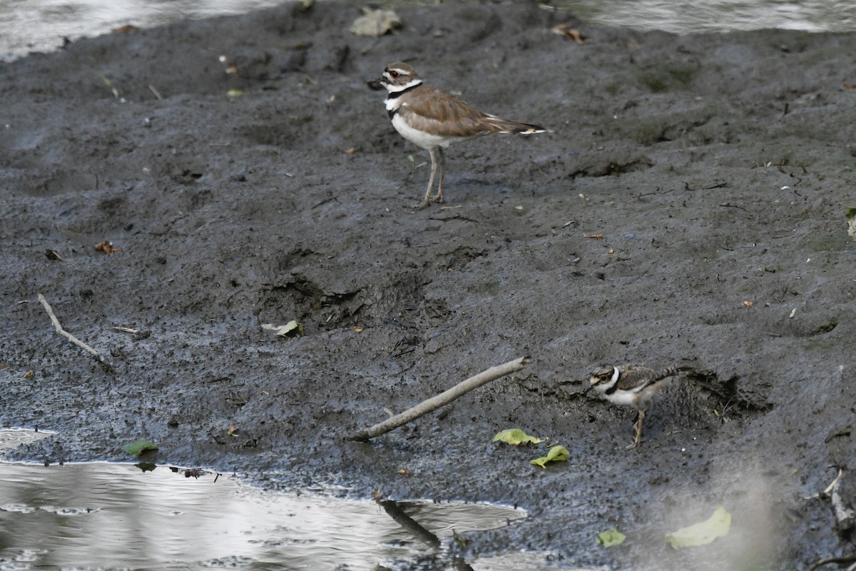 Killdeer - ML620273506