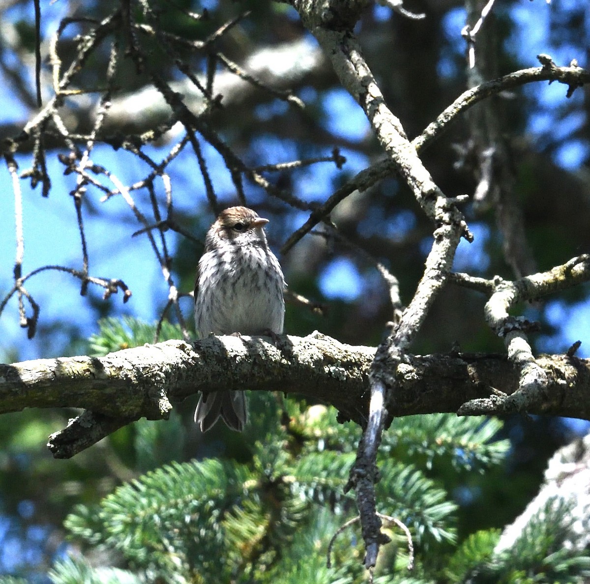 Chipping Sparrow - ML620273508