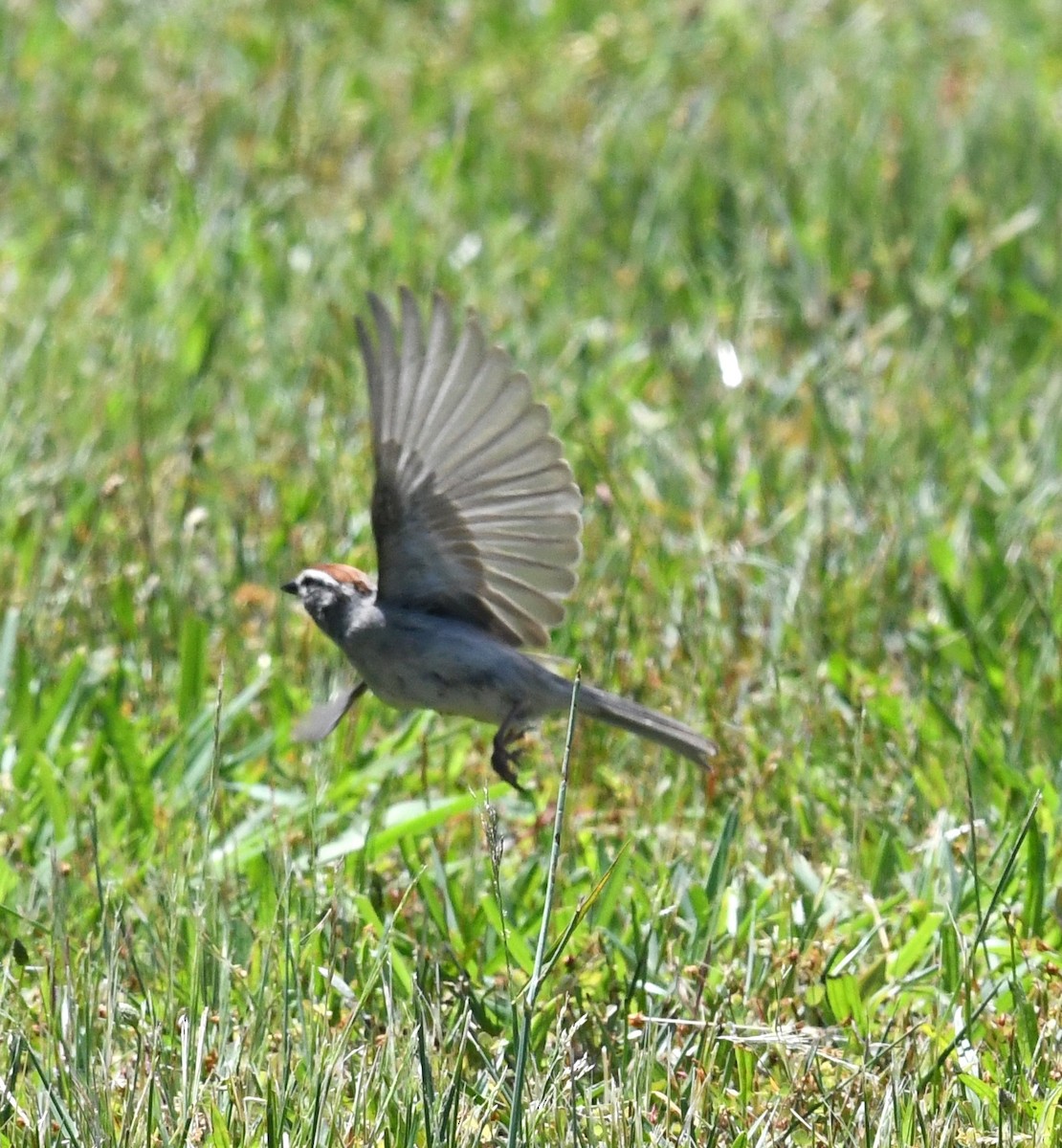 Chipping Sparrow - ML620273509