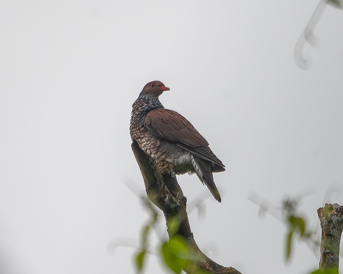 Scaled Pigeon - Ricardo Rojas Arguedas