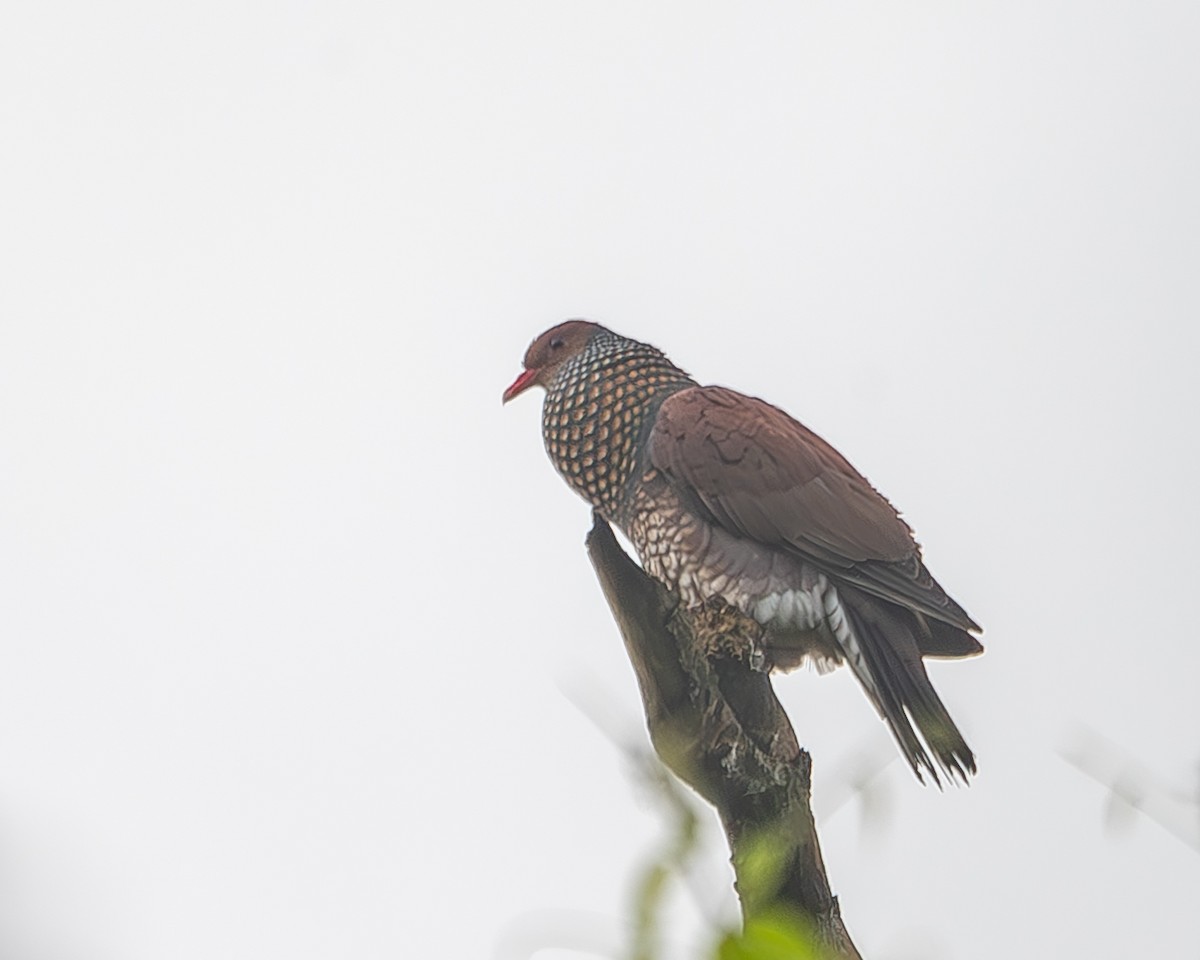 Scaled Pigeon - ML620273511