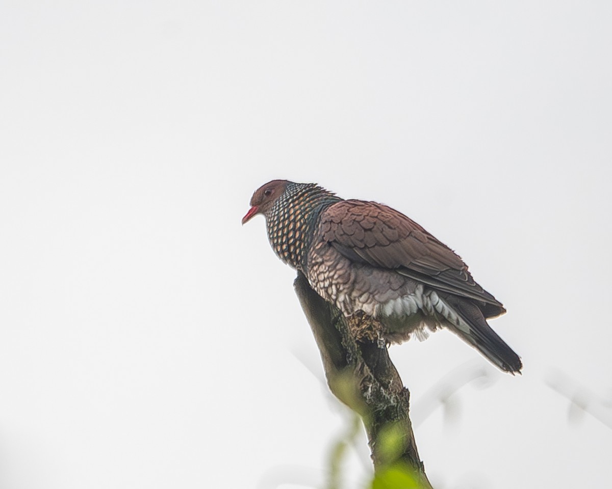 Scaled Pigeon - ML620273512