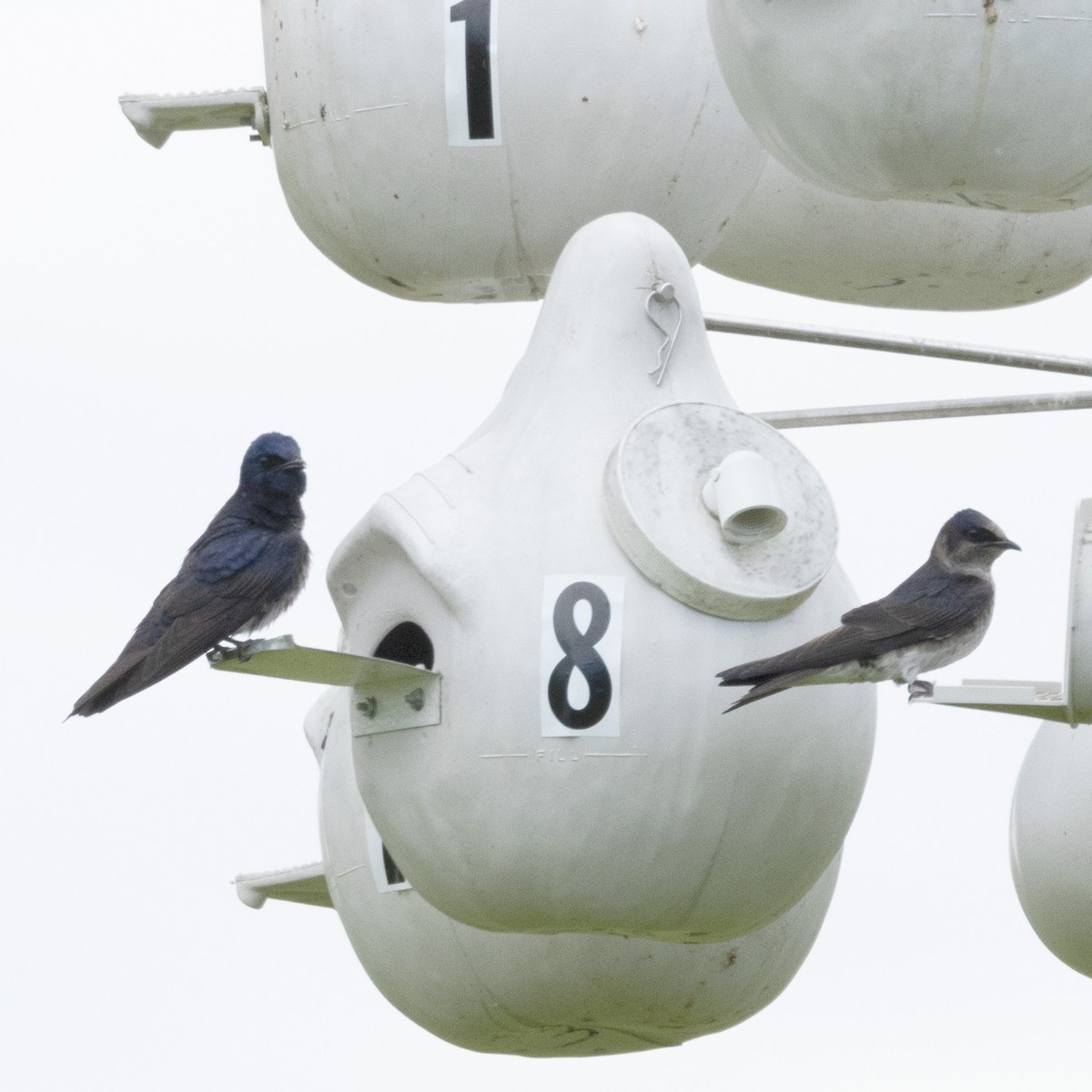 Purple Martin - ML620273515