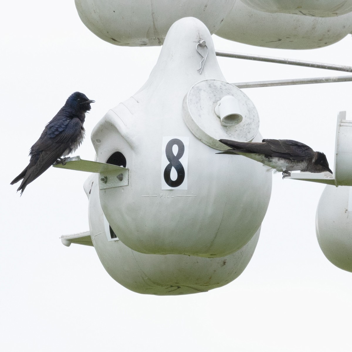 Purple Martin - ML620273520