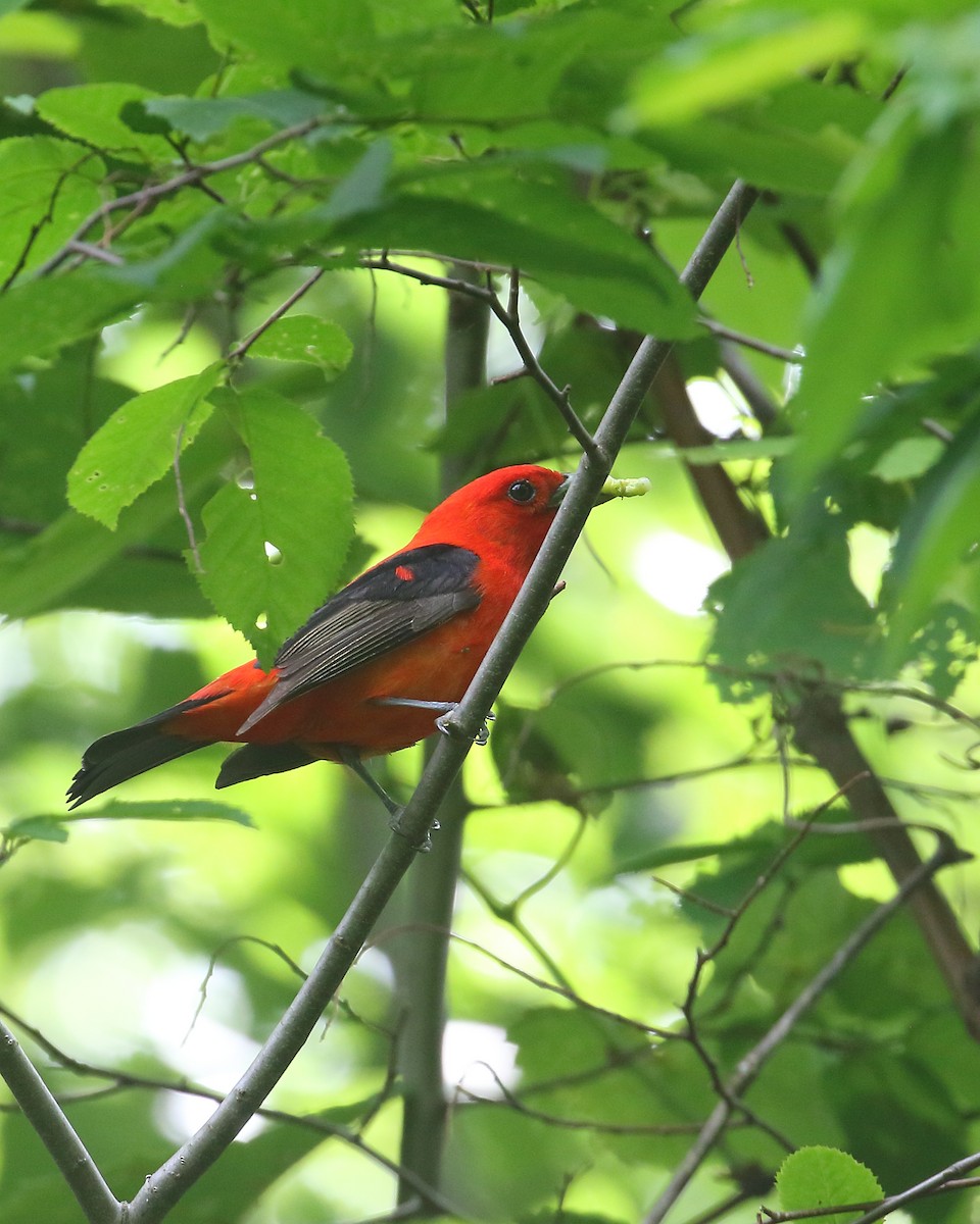 Scarlet Tanager - ML620273523