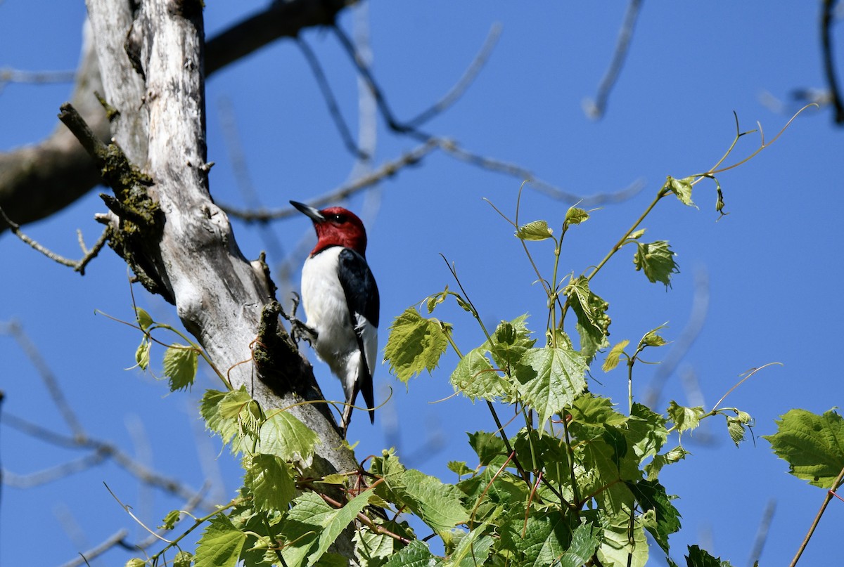 Red-headed Woodpecker - ML620273524