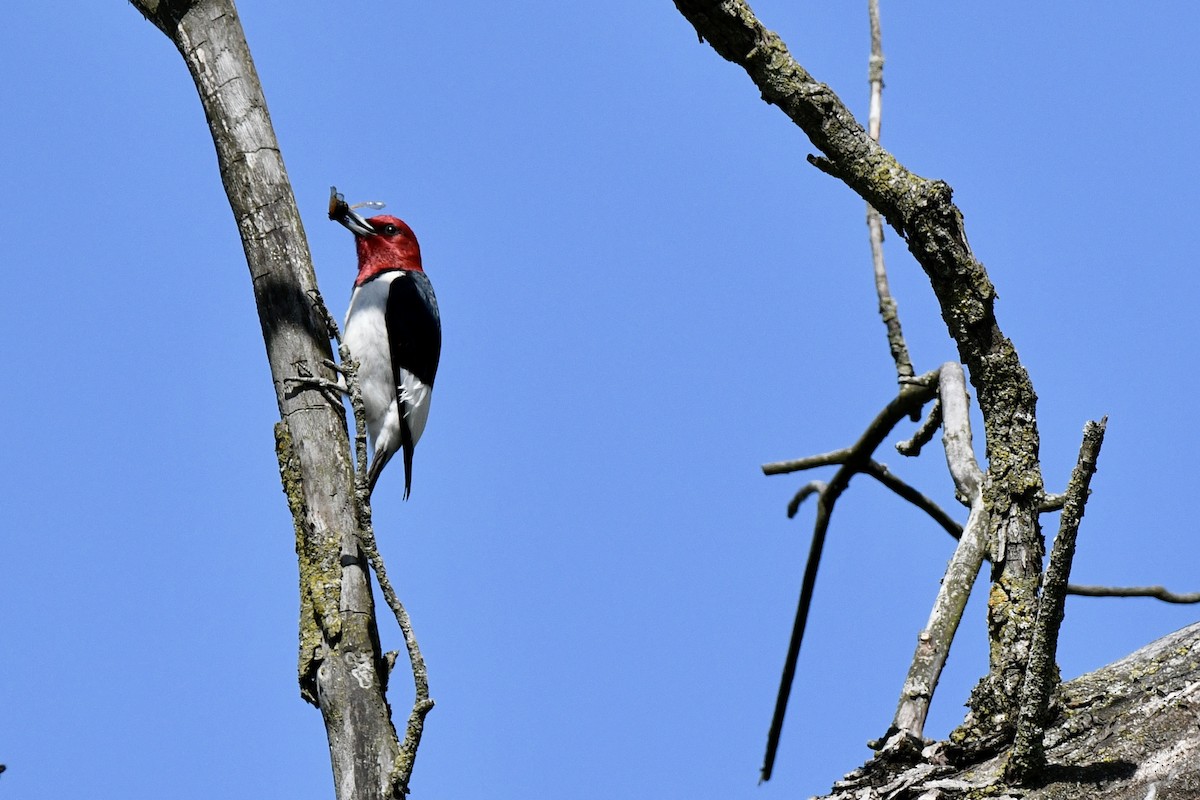 Red-headed Woodpecker - ML620273525