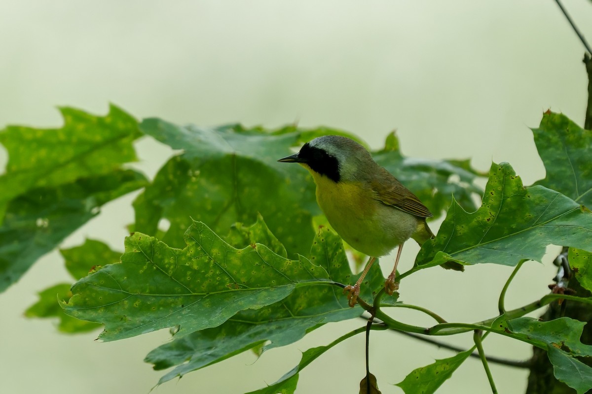 Common Yellowthroat - ML620273535