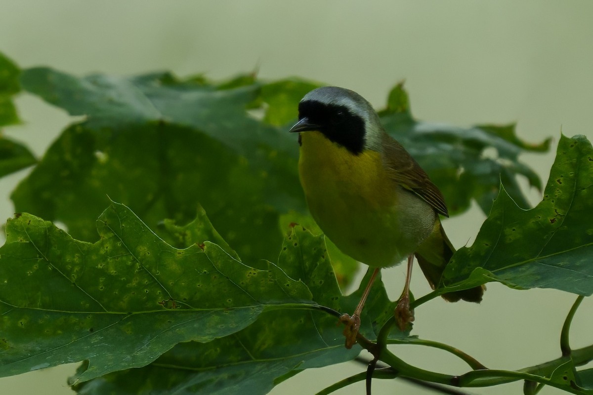 Weidengelbkehlchen - ML620273536