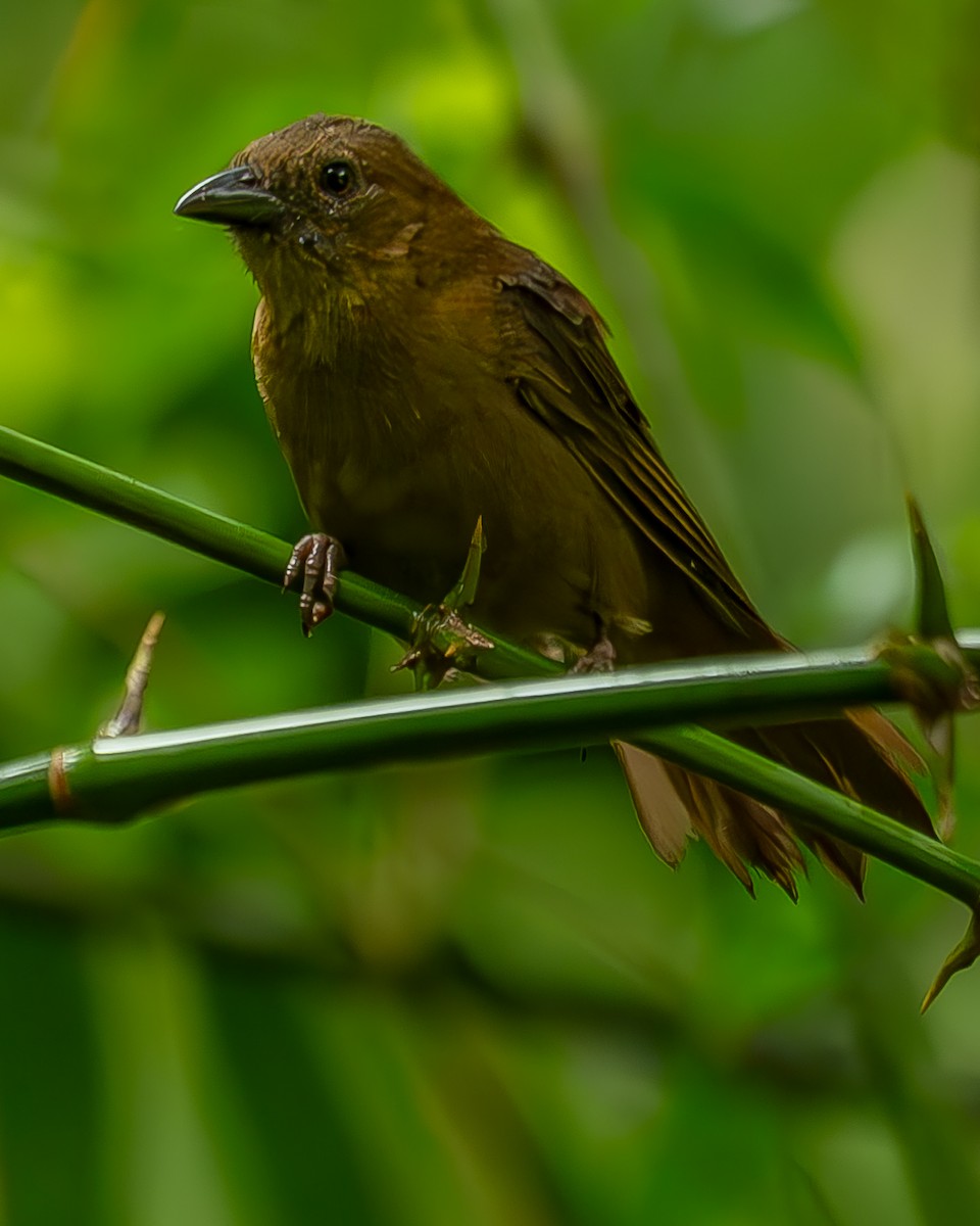 Red-throated Ant-Tanager - ML620273539