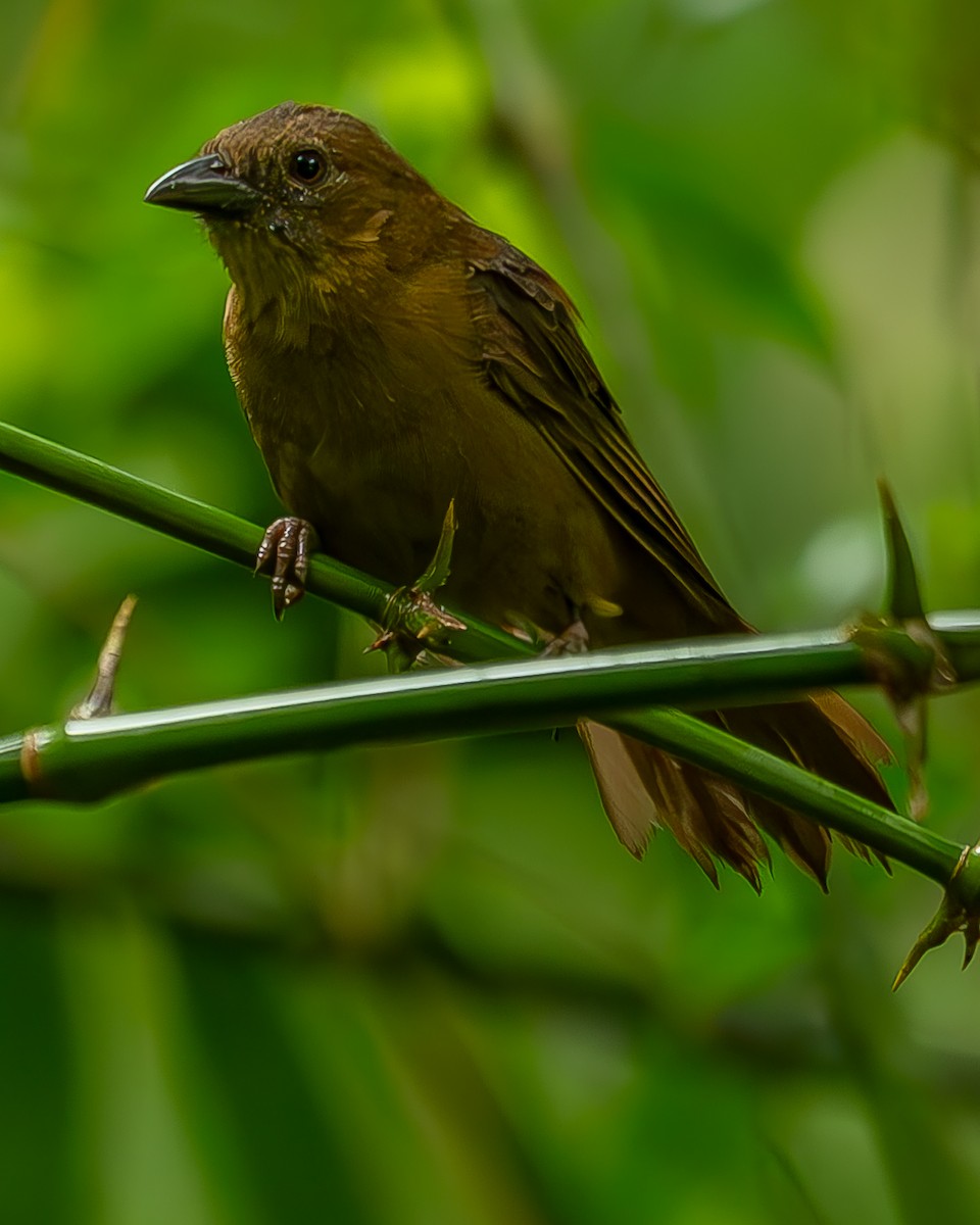 Red-throated Ant-Tanager - ML620273540