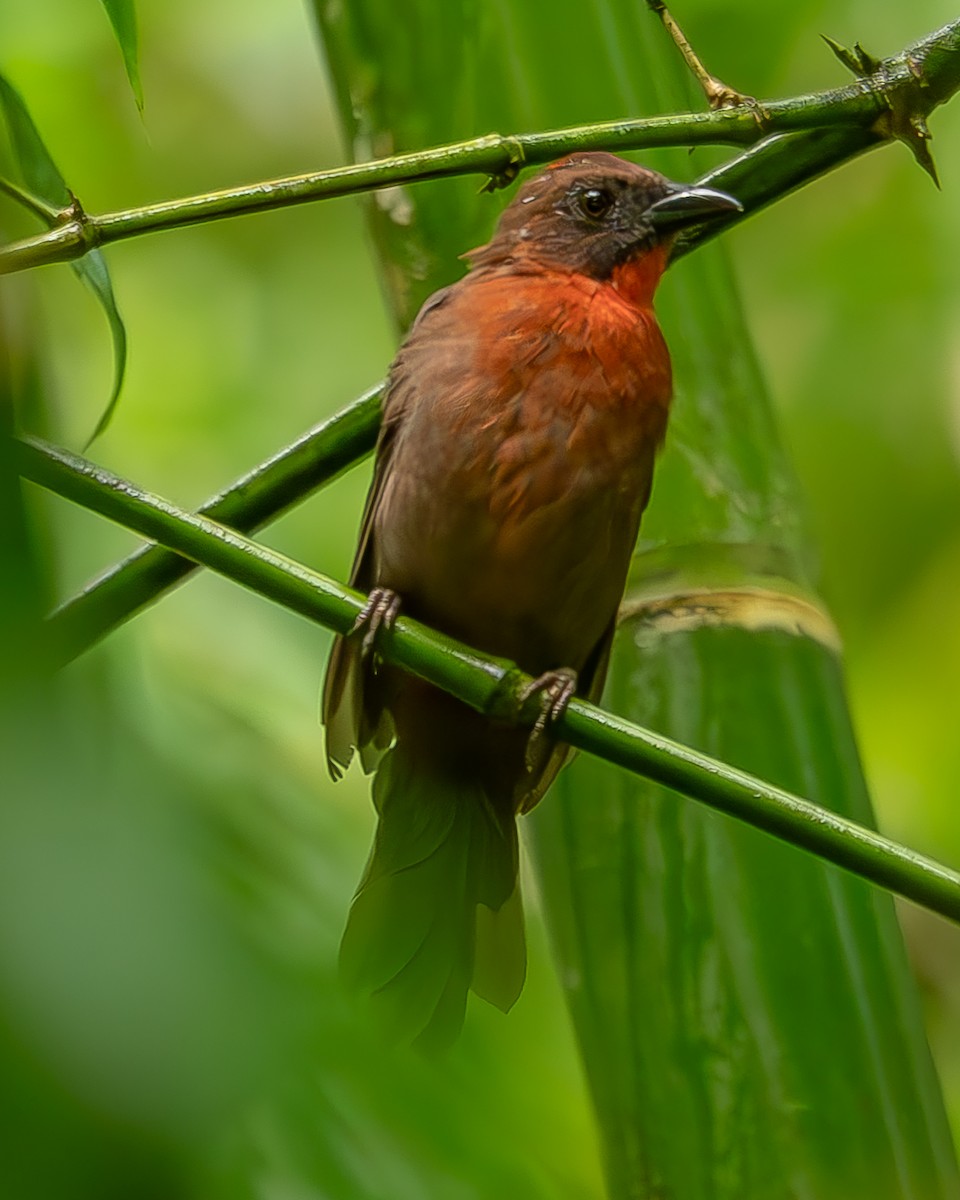 Red-throated Ant-Tanager - ML620273541