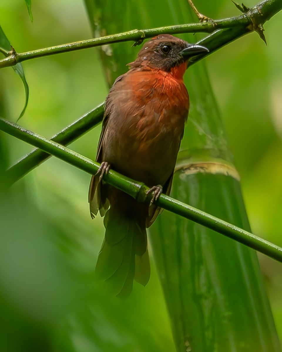 Red-throated Ant-Tanager - ML620273542