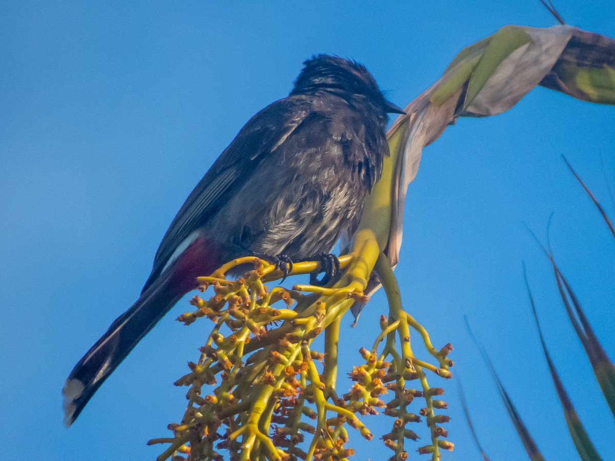 Red-vented Bulbul - ML620273544