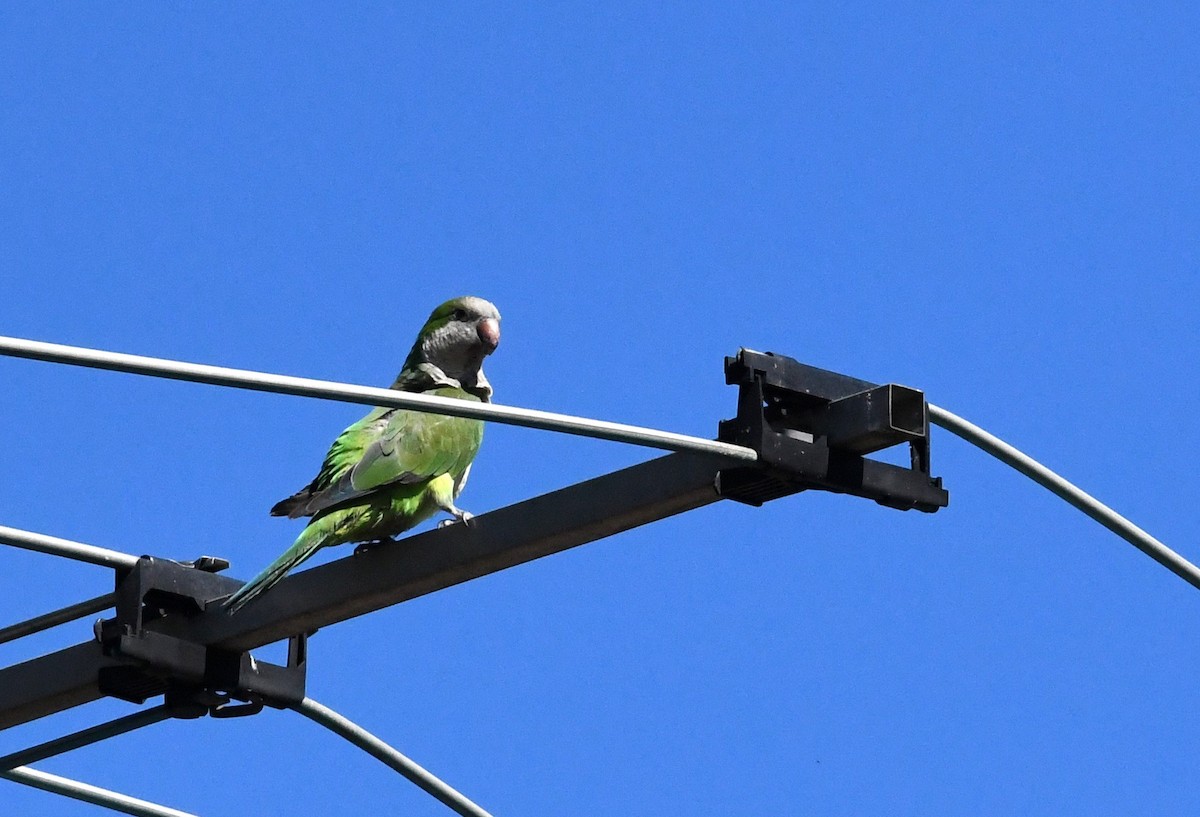 Monk Parakeet - ML620273545