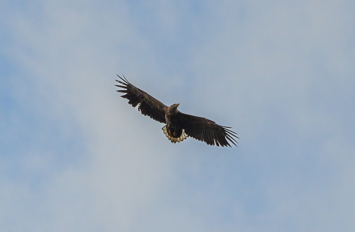 White-tailed Eagle - ML620273551