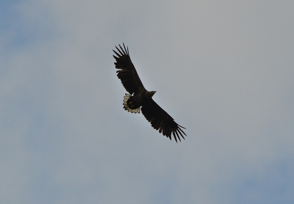 White-tailed Eagle - ML620273552