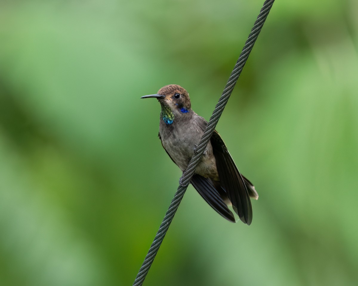 kolibřík fialovouchý - ML620273560