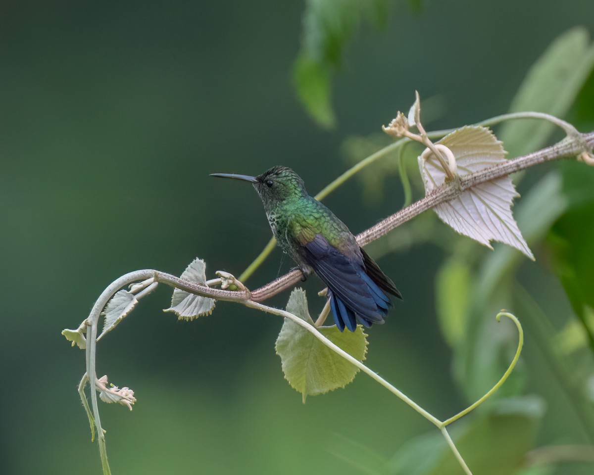 blågumpkolibri - ML620273569