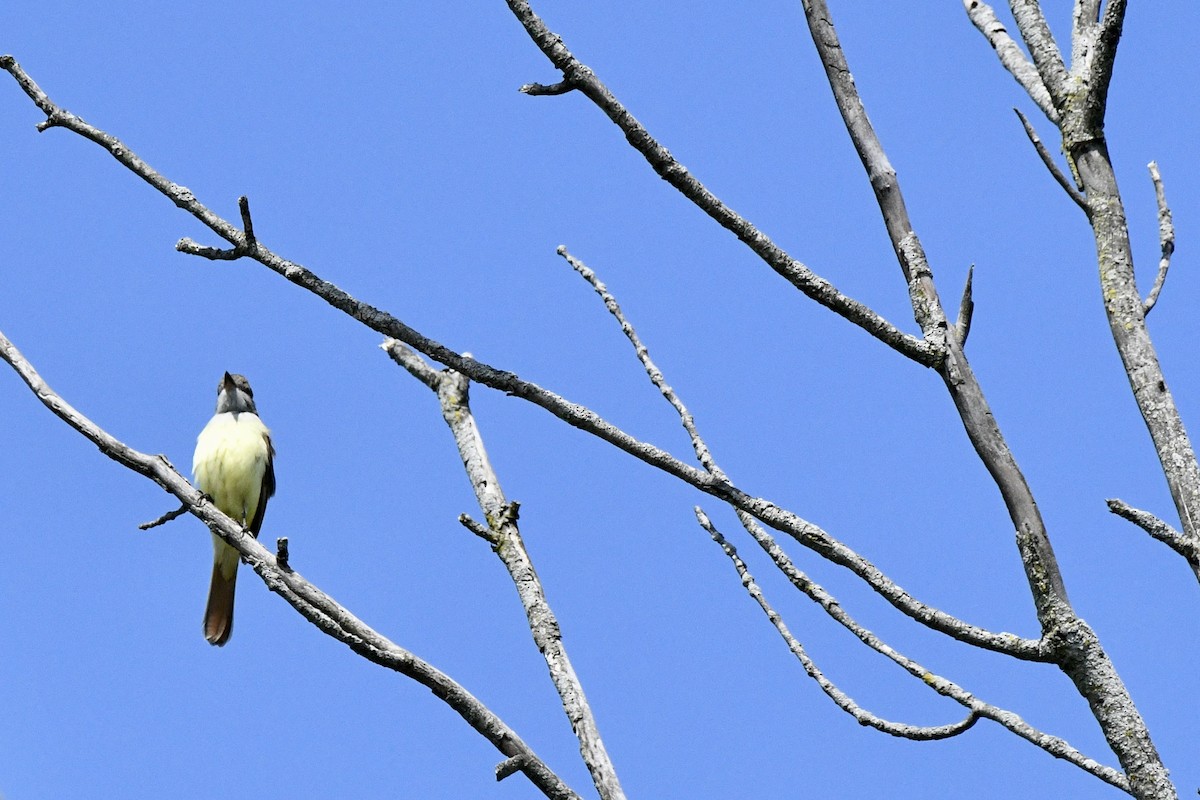 Great Crested Flycatcher - ML620273573