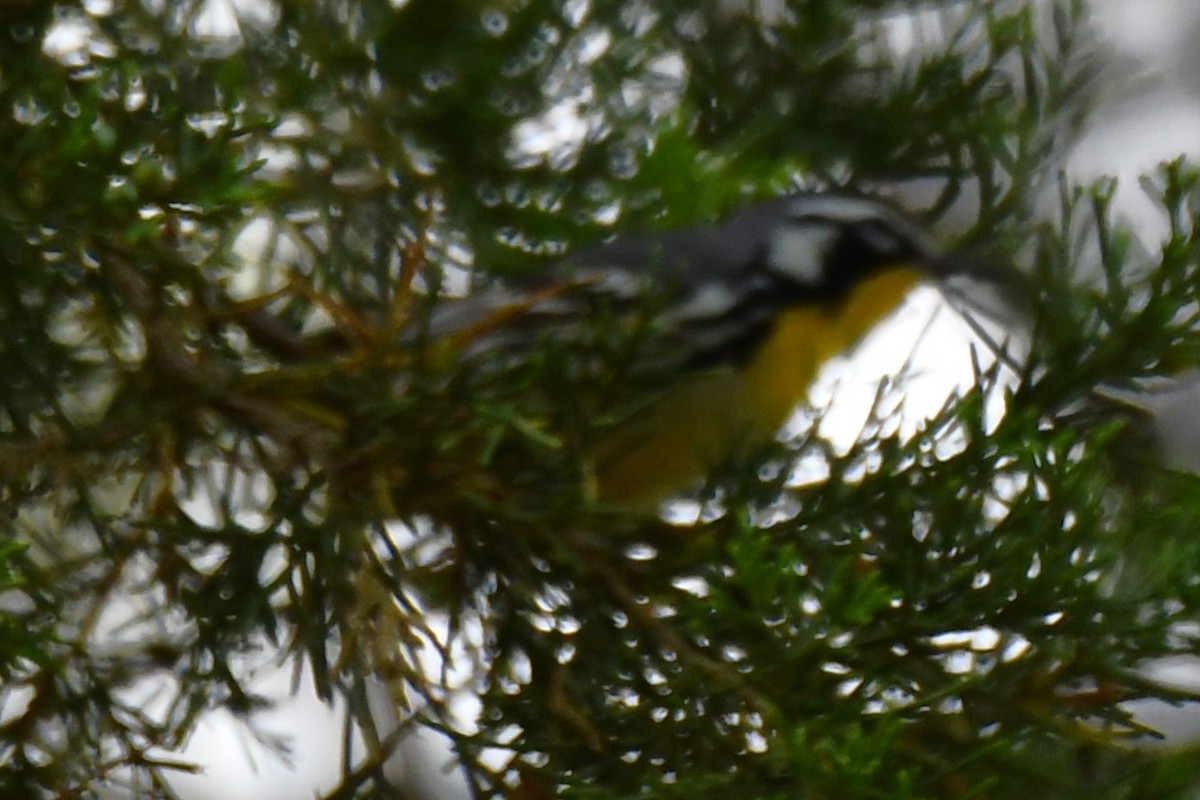 Yellow-throated Warbler - ML620273581