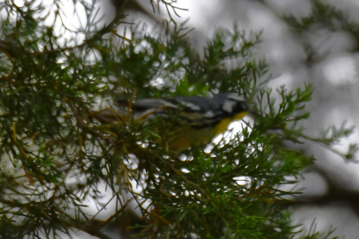 Yellow-throated Warbler - ML620273582