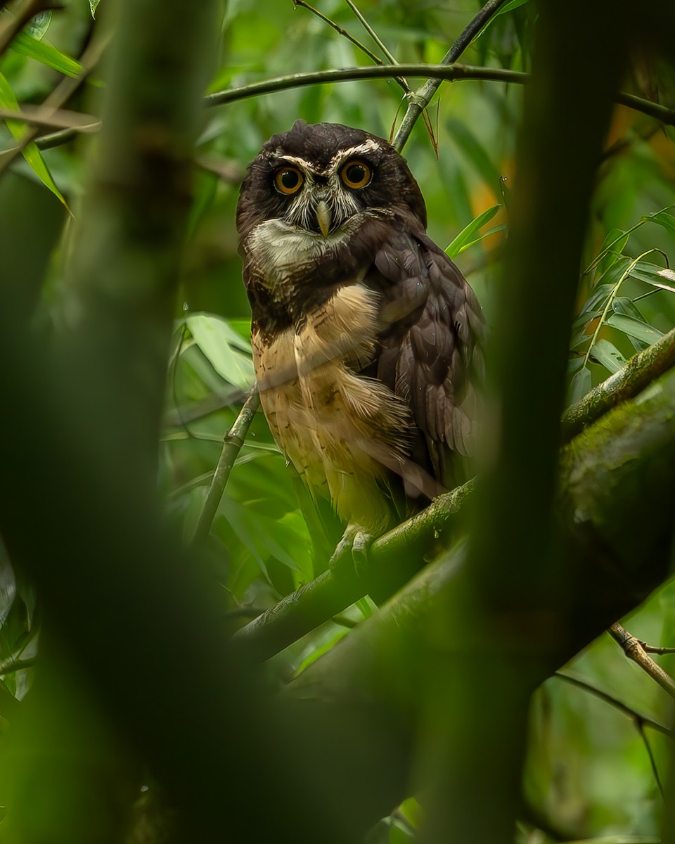 Spectacled Owl - ML620273584