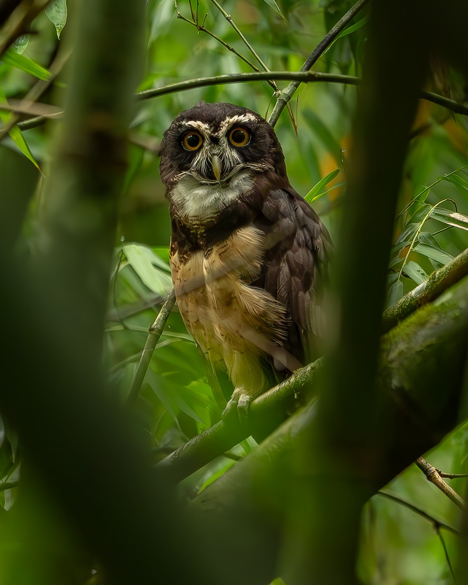 Spectacled Owl - ML620273585