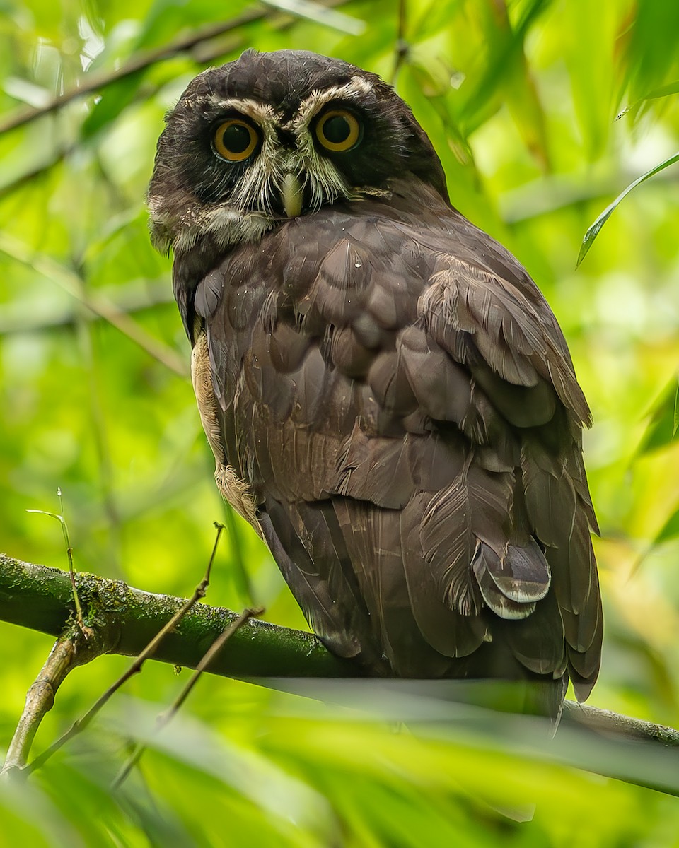 Spectacled Owl - ML620273586