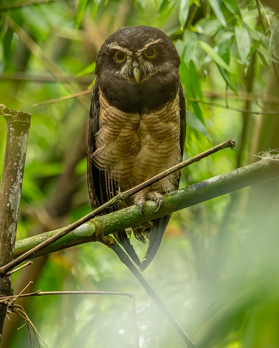 Spectacled Owl - ML620273587