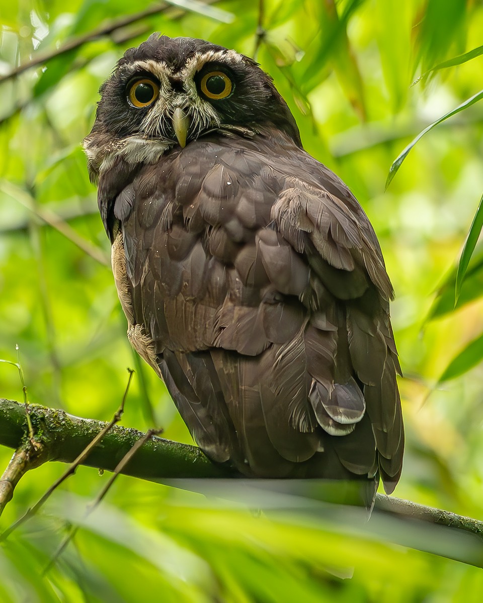 Spectacled Owl - ML620273589