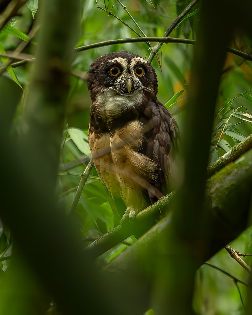 Spectacled Owl - ML620273590