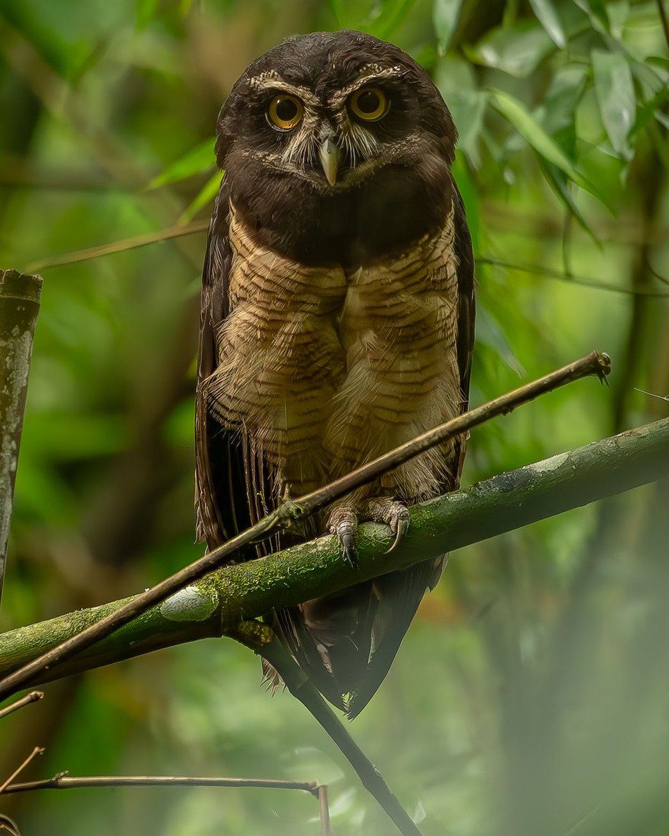 Spectacled Owl - ML620273591