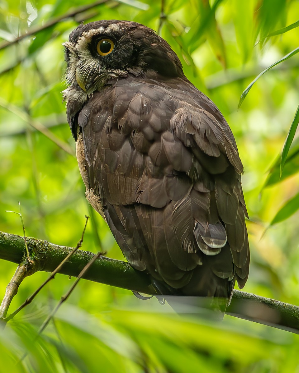 Spectacled Owl - ML620273592