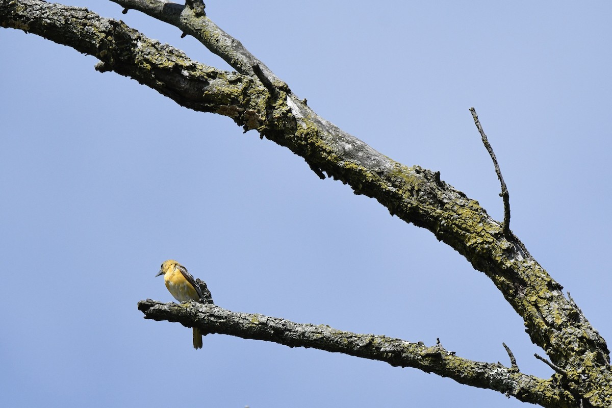 Baltimore Oriole - ML620273593