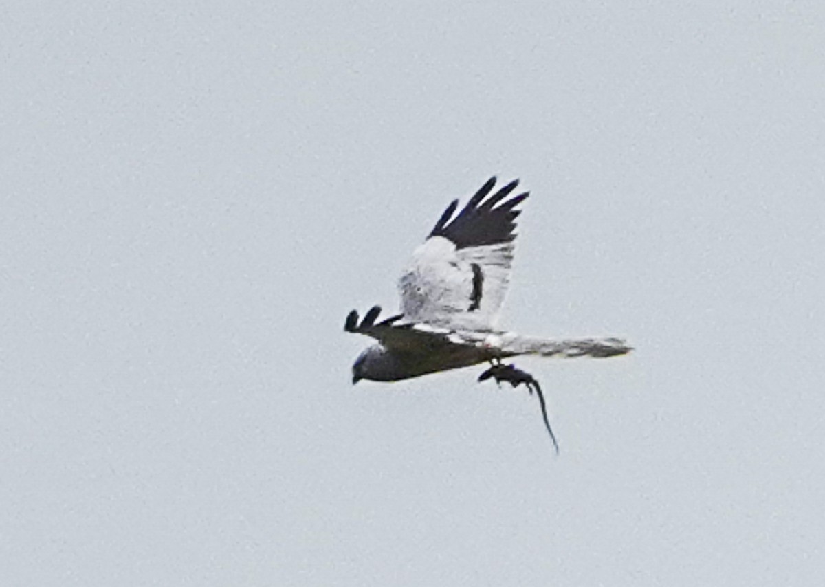 Montagu's Harrier - ML620273595