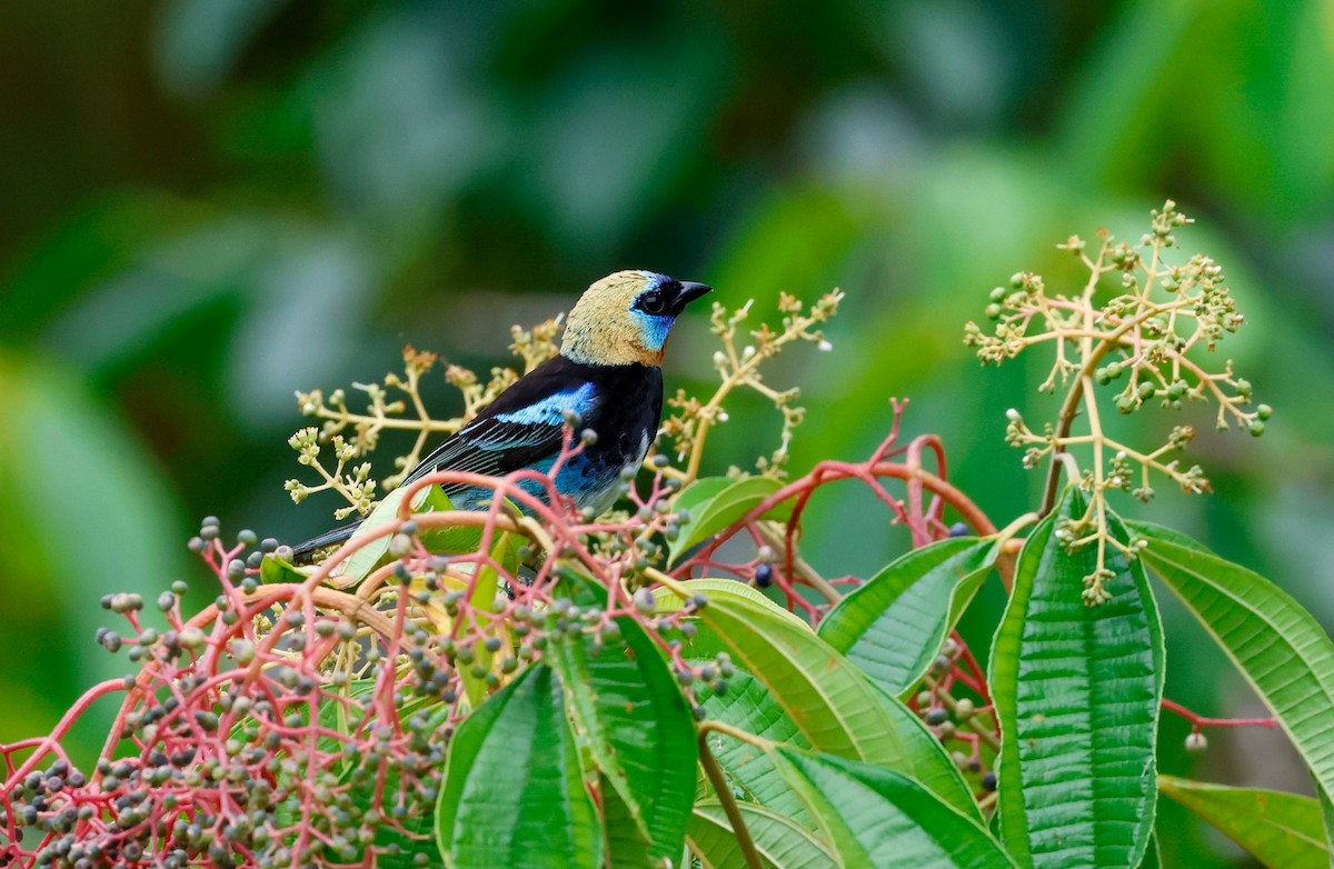 Golden-hooded Tanager - ML620273597