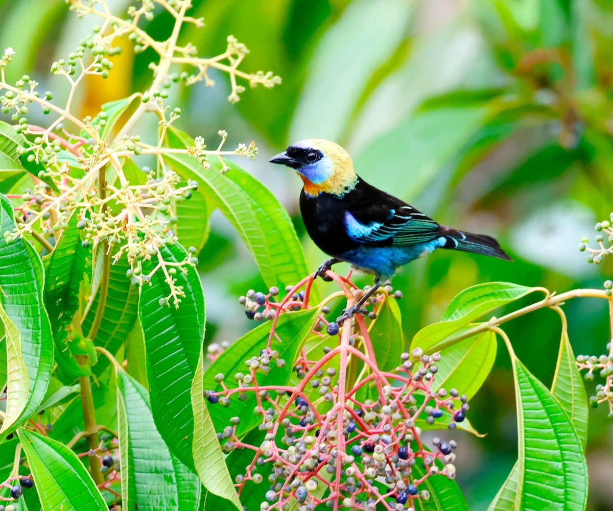 Golden-hooded Tanager - ML620273598