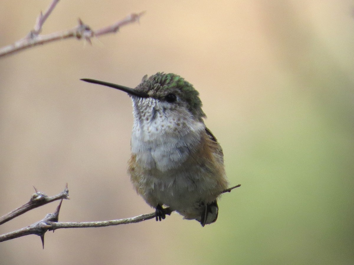 Broad-tailed Hummingbird - ML620273603