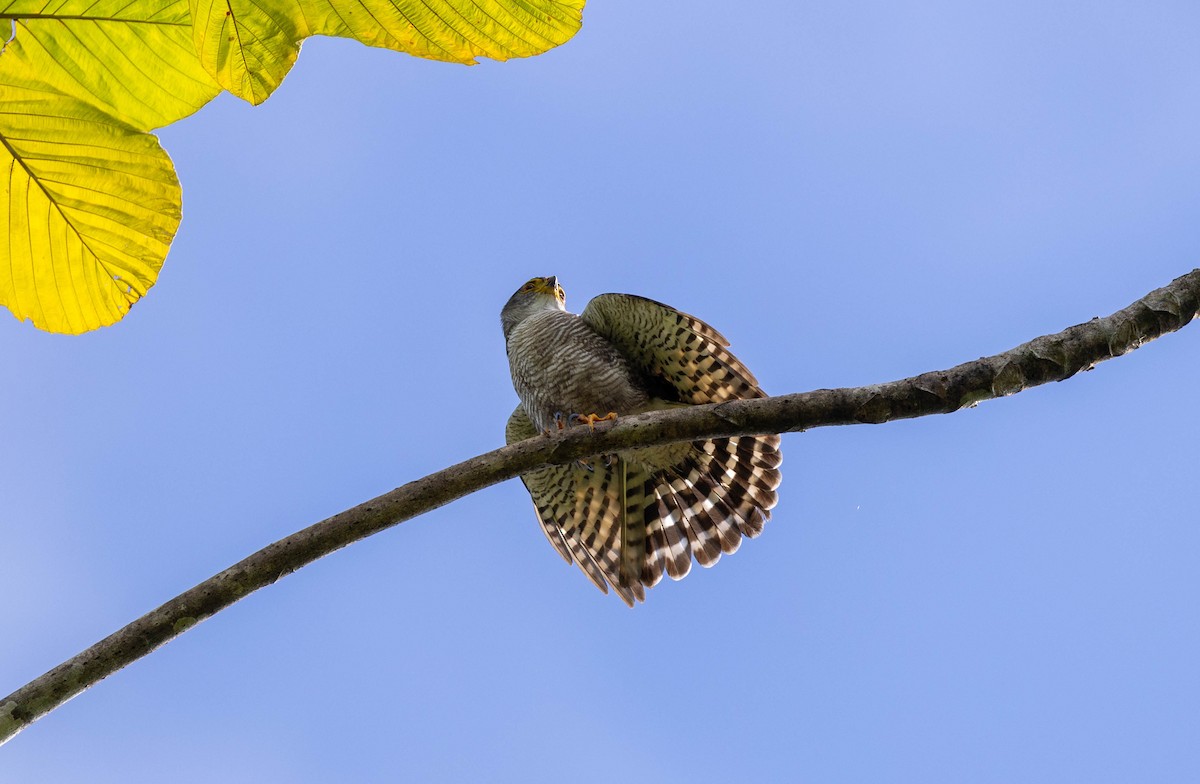 Tiny Hawk - ML620273604