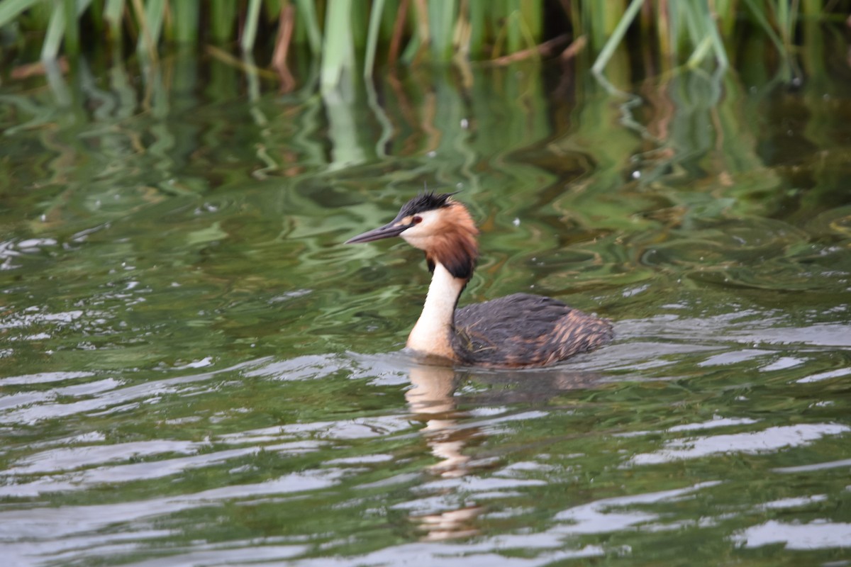 Great Crested Grebe - ML620273606