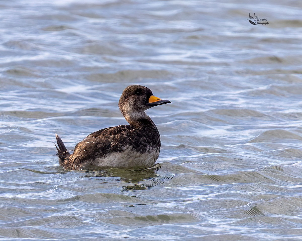 Black Scoter - ML620273607