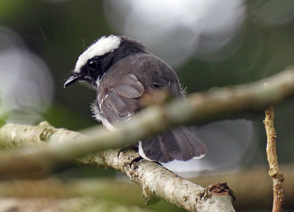 White-browed Fantail - ML620273610