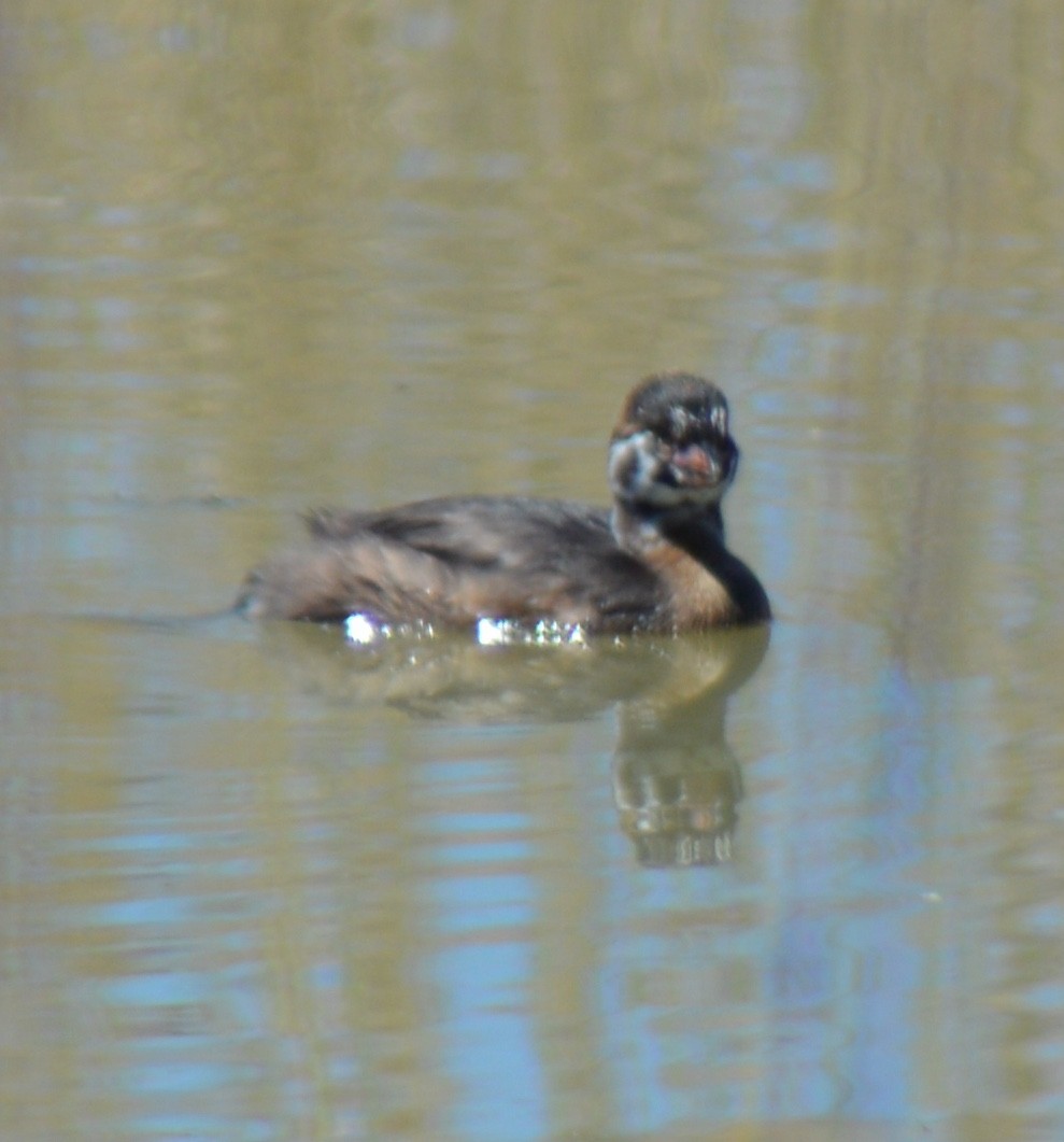 Pied-billed Grebe - ML620273612