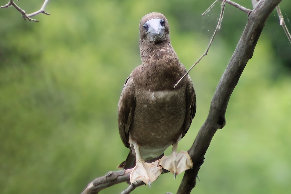 Brown Booby - ML620273614