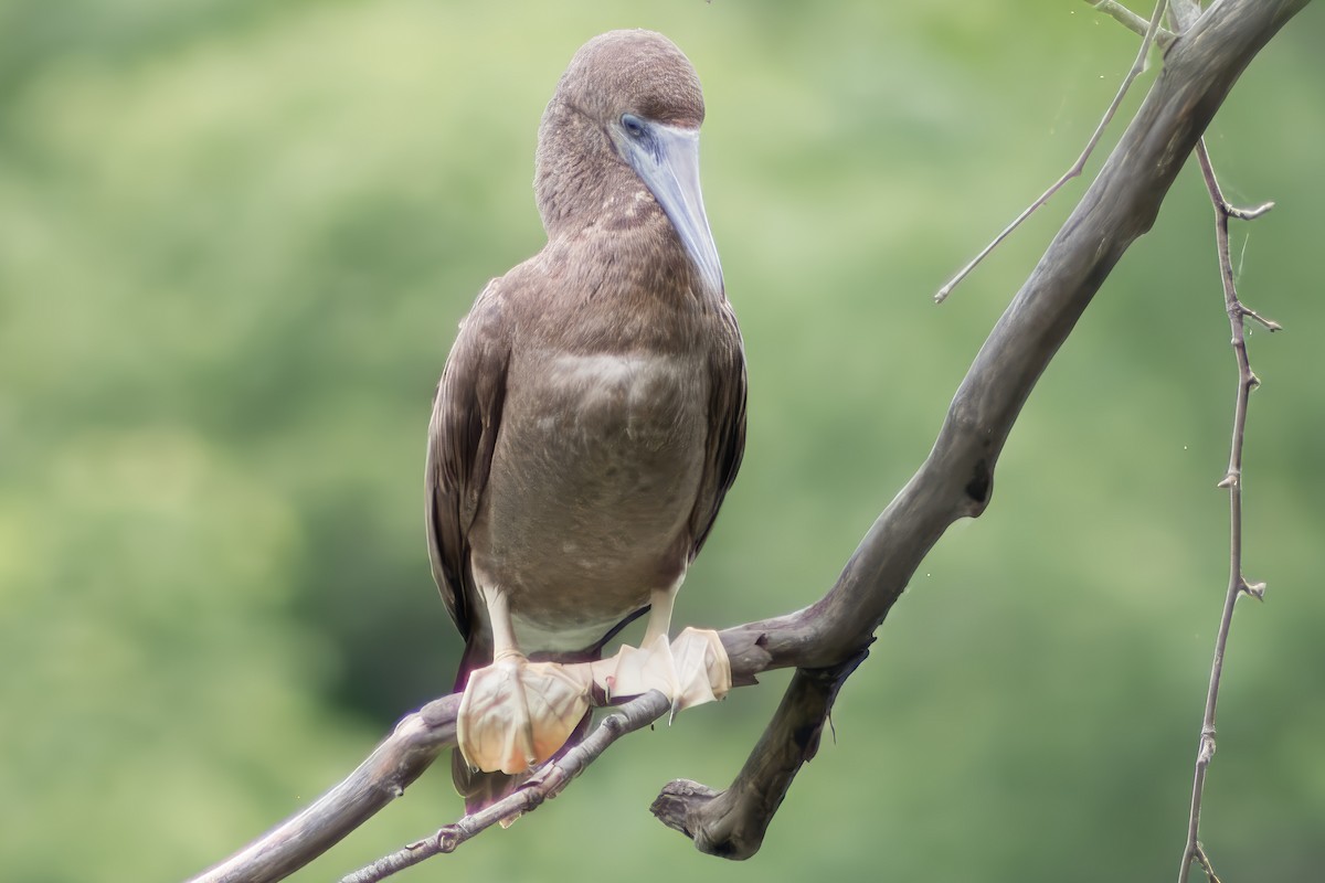 Brown Booby - ML620273615