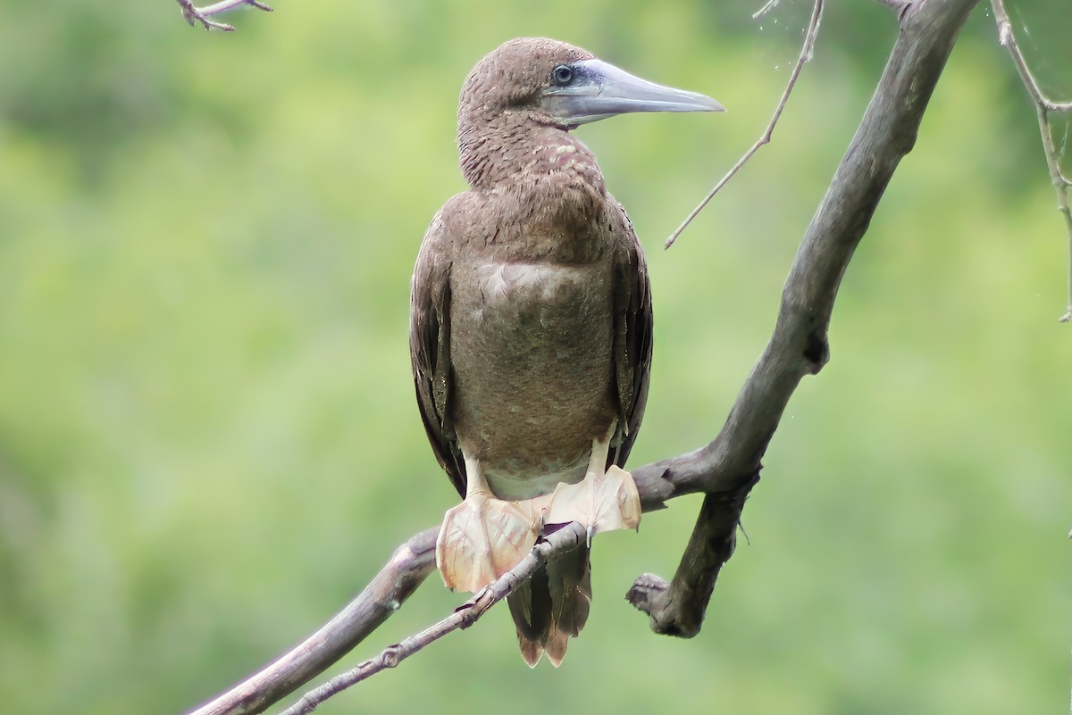 Brown Booby - ML620273616