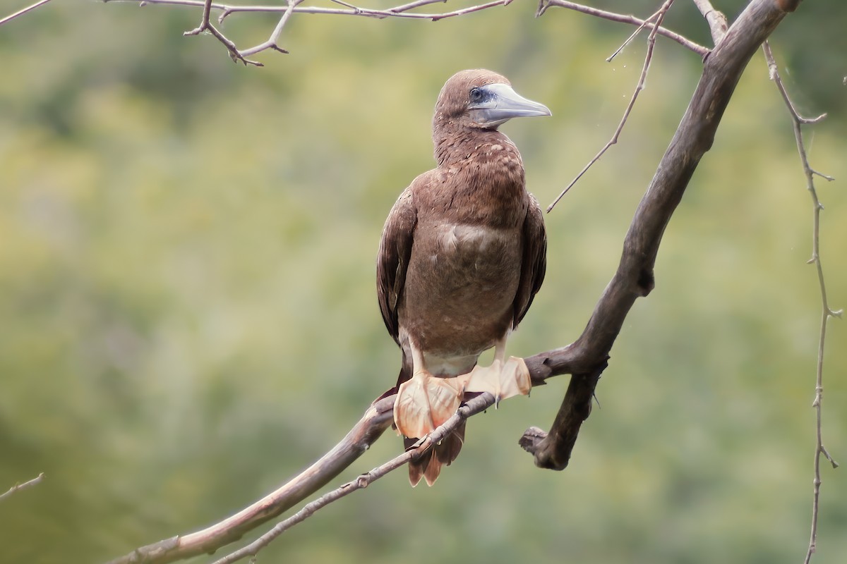 Brown Booby - ML620273617