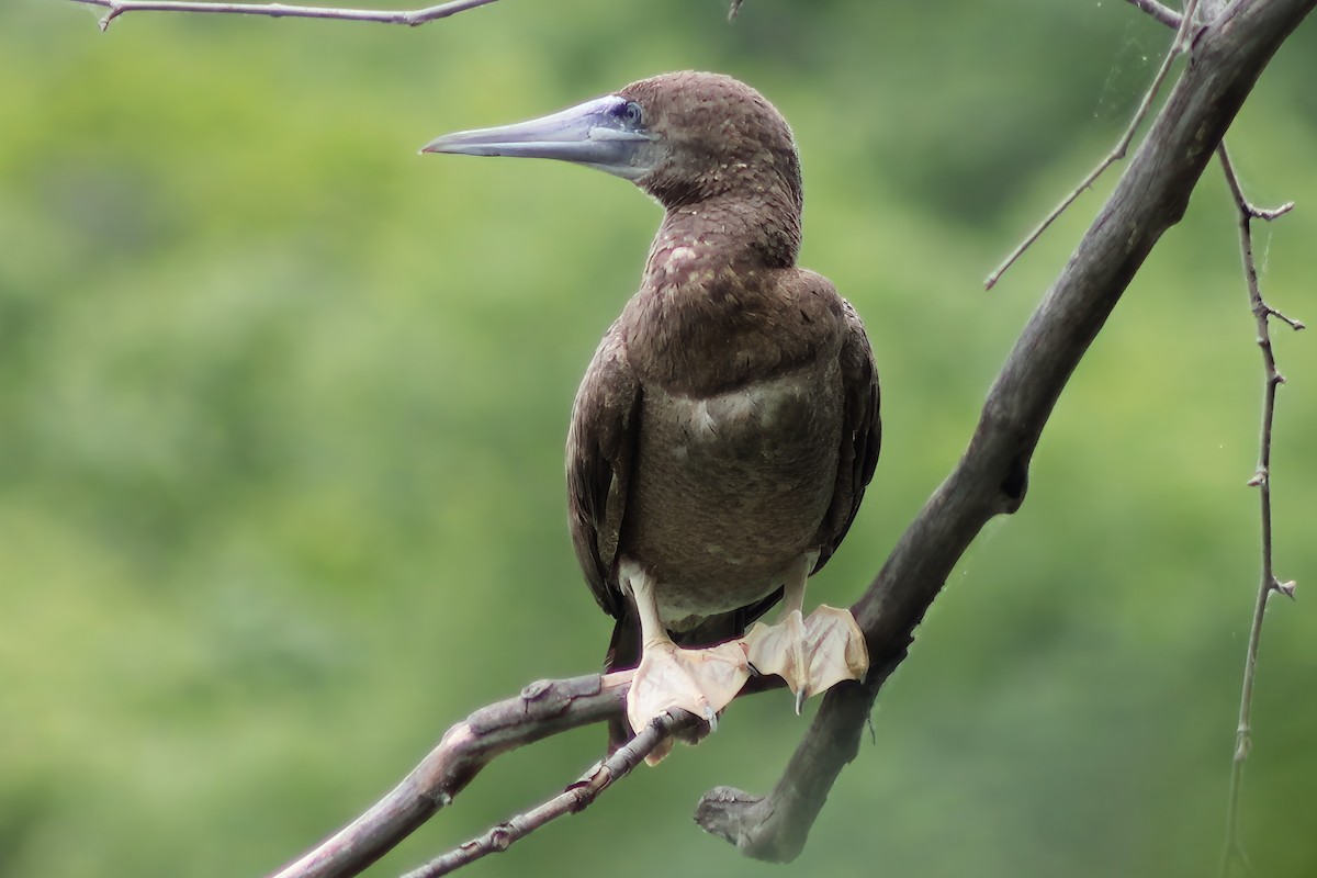 Brown Booby - ML620273618