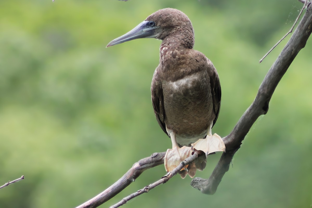 Brown Booby - ML620273619
